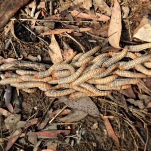 Perginae sp. (subfamily) at Belconnen, ACT - 13 Mar 2016