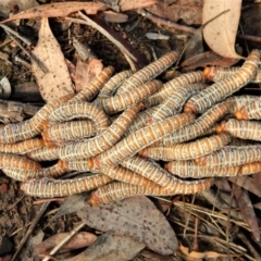 Perginae sp. (subfamily) at Belconnen, ACT - 13 Mar 2016