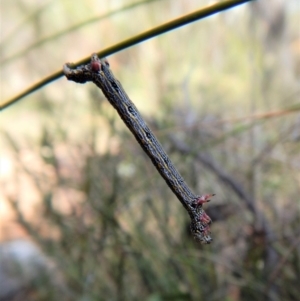 Chlenias (genus) at Aranda, ACT - 4 Nov 2017