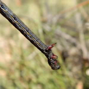 Chlenias (genus) at Aranda, ACT - 4 Nov 2017