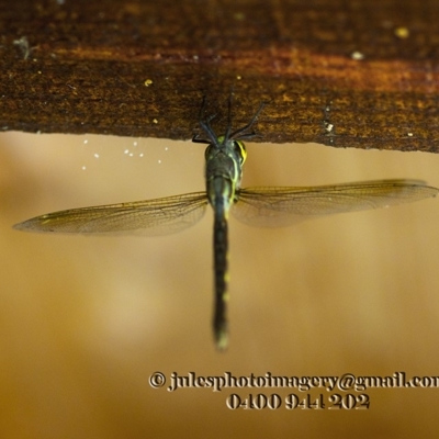 Adversaeschna brevistyla (Blue-spotted Hawker) at Bald Hills, NSW - 2 Jan 2018 by JulesPhotographer