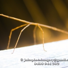 Ctenomorpha marginipennis (Margin-winged stick insect) at Bald Hills, NSW - 6 Jan 2018 by JulesPhotographer