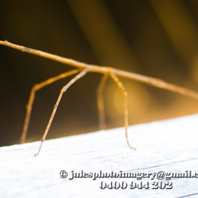 Ctenomorpha marginipennis (Margin-winged stick insect) at Bald Hills, NSW - 5 Jan 2018 by JulesPhotographer