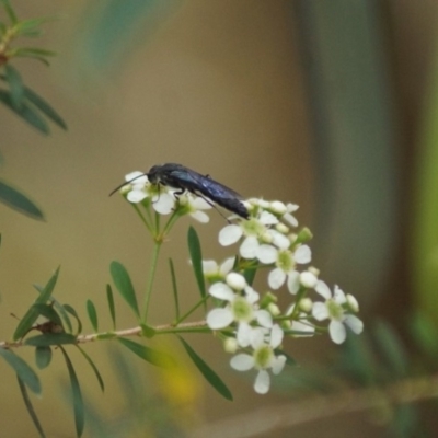 Tiphiidae (family) (Unidentified Smooth flower wasp) at Cook, ACT - 28 Dec 2017 by Tammy