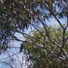 Coracina novaehollandiae (Black-faced Cuckooshrike) at Cook, ACT - 3 Jan 2018 by Tammy