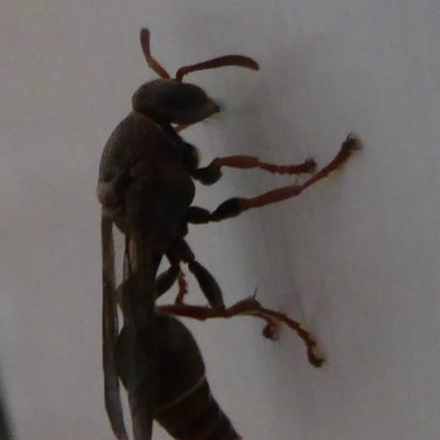 Polistes (Polistella) humilis (Common Paper Wasp) at Flynn, ACT - 7 Jan 2018 by Christine