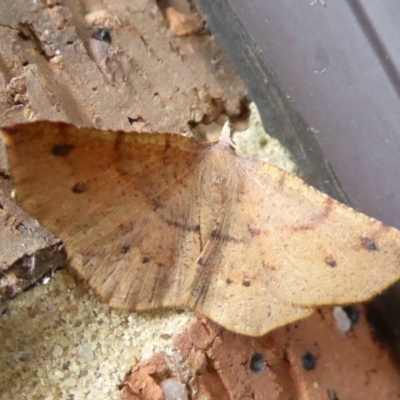 Rhinodia rostraria (Necklace Geometrid) at Flynn, ACT - 8 Jan 2018 by Christine