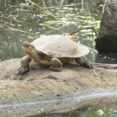 Emydura macquarii (Macquarie Turtle) at Watson Green Space - 7 Jan 2018 by Christine