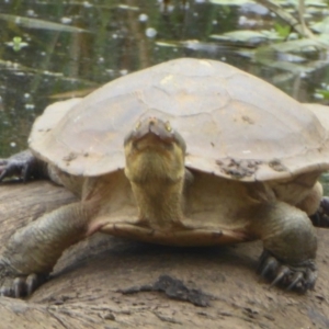 Emydura macquarii at Watson, ACT - 8 Jan 2018