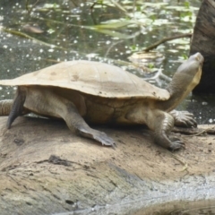 Emydura macquarii at Watson, ACT - 8 Jan 2018