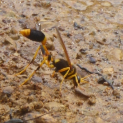 Sceliphron laetum (Common mud dauber wasp) at Watson, ACT - 7 Jan 2018 by Christine