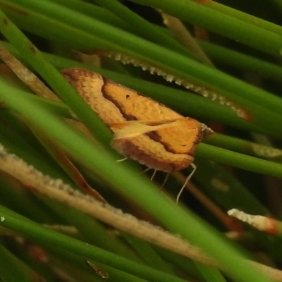 Anachloris subochraria (Golden Grass Carpet (Ennominae)) at Paddys River, ACT - 8 Jan 2018 by JohnBundock