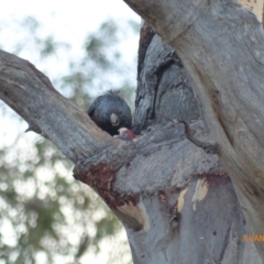 Callocephalon fimbriatum (Gang-gang Cockatoo) at Hughes, ACT - 8 Jan 2018 by ChrisDavey