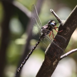 Austroaeschna multipunctata at Paddys River, ACT - 1 Jan 2018