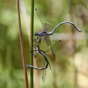 Griseargiolestes intermedius at Paddys River, ACT - 1 Jan 2018