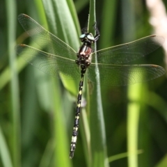 Synthemis eustalacta (Swamp Tigertail) at Rendezvous Creek, ACT - 6 Jan 2018 by HarveyPerkins