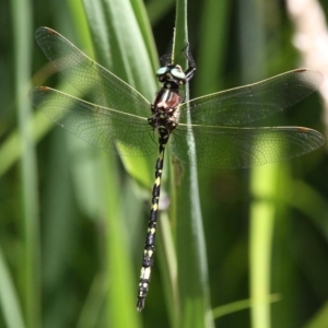 Synthemis eustalacta at Rendezvous Creek, ACT - 6 Jan 2018 02:01 PM