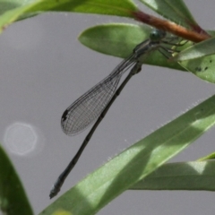 Rhadinosticta simplex (Powdered Wiretail) at Lake Tuggeranong - 26 Dec 2017 by HarveyPerkins