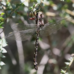 Austroaeschna atrata at Cotter River, ACT - 30 Dec 2017