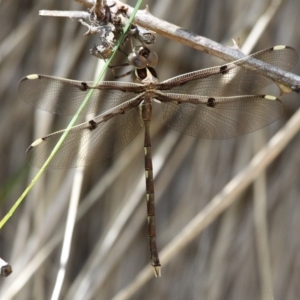 Telephlebia brevicauda at Paddys River, ACT - 30 Dec 2017 12:19 PM