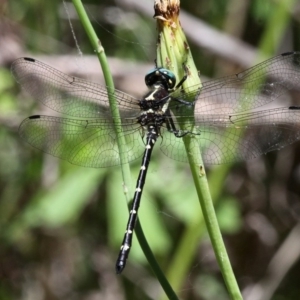 Eusynthemis guttata at Paddys River, ACT - 30 Dec 2017 01:14 PM