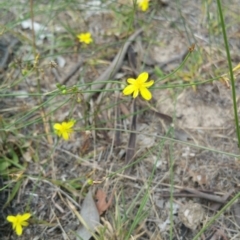 Tricoryne elatior (Yellow Rush Lily) at Hume, ACT - 8 Jan 2018 by nath_kay