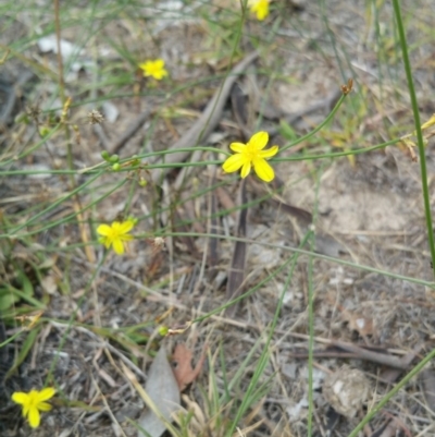 Tricoryne elatior (Yellow Rush Lily) at Hume, ACT - 8 Jan 2018 by nath_kay