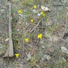 Tricoryne elatior at Hume, ACT - 8 Jan 2018