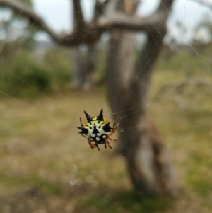 Austracantha minax at Jerrabomberra, ACT - 8 Jan 2018 03:10 PM