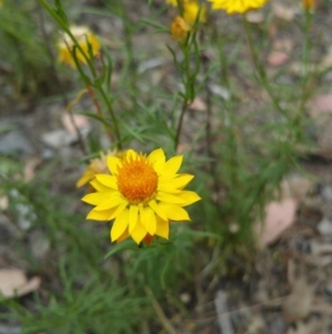 Xerochrysum viscosum at Hume, ACT - 8 Jan 2018 03:06 PM