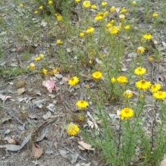 Xerochrysum viscosum at Hume, ACT - 8 Jan 2018 03:06 PM