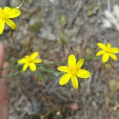 Tricoryne elatior (Yellow Rush Lily) at Jerrabomberra, ACT - 8 Jan 2018 by nathkay