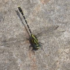 Hemigomphus sp. (genus) (Vicetail) at Paddys River, ACT - 26 Dec 2017 by Christine