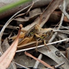Praxibulus sp. (genus) (A grasshopper) at Cook, ACT - 8 Jan 2018 by CathB