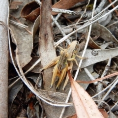 Praxibulus sp. (genus) at Cook, ACT - 8 Jan 2018 05:49 PM