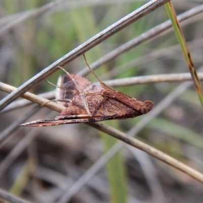 Endotricha ignealis (A Pyralid moth (Endotrichinae)) at Belconnen, ACT - 8 Jan 2018 by CathB