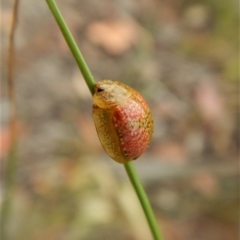 Paropsisterna fastidiosa at Cook, ACT - 8 Jan 2018