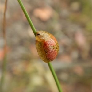 Paropsisterna fastidiosa at Cook, ACT - 8 Jan 2018 06:32 PM