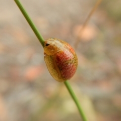 Paropsisterna fastidiosa at Cook, ACT - 8 Jan 2018