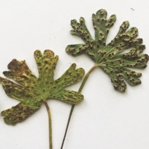 Rust fungus at Hughes, ACT - 8 Jan 2018