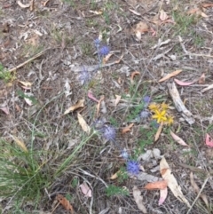 Eryngium ovinum (Blue Devil) at Hughes, ACT - 9 Jan 2018 by KL