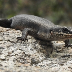 Egernia saxatilis (Black Rock Skink) at Tennent, ACT - 8 Jan 2018 by JohnBundock