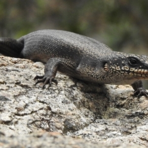 Egernia saxatilis at Tennent, ACT - 9 Jan 2018 09:06 AM