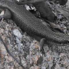 Egernia saxatilis at Tennent, ACT - 9 Jan 2018 09:06 AM