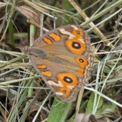 Junonia villida (Meadow Argus) at Fadden, ACT - 8 Jan 2018 by RodDeb