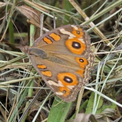 Junonia villida (Meadow Argus) at Fadden, ACT - 8 Jan 2018 by RodDeb