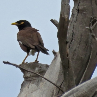 Acridotheres tristis (Common Myna) at Macarthur, ACT - 9 Jan 2018 by RodDeb
