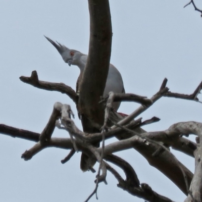 Ocyphaps lophotes (Crested Pigeon) at Macarthur, ACT - 8 Jan 2018 by RodDeb