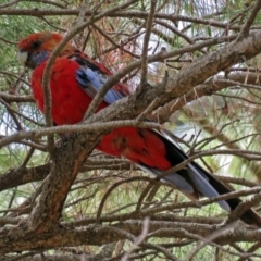 Platycercus elegans (Crimson Rosella) at Fadden, ACT - 9 Jan 2018 by RodDeb