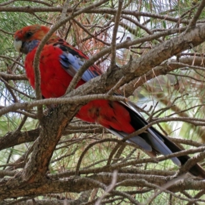 Platycercus elegans (Crimson Rosella) at Fadden, ACT - 9 Jan 2018 by RodDeb